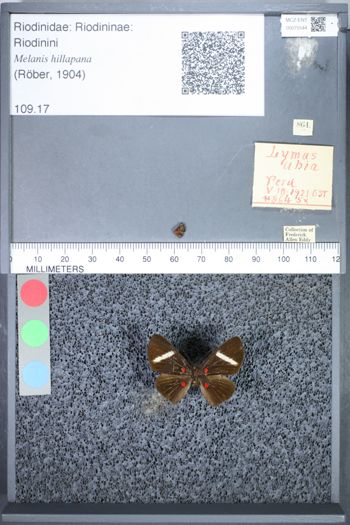 Media type: image;   Entomology 75544